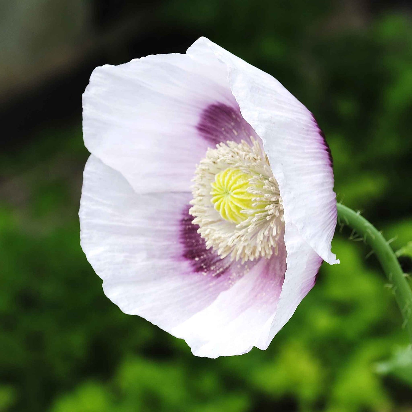 White Poppy Blue Moon single bloom with yellow center on a blurred green background