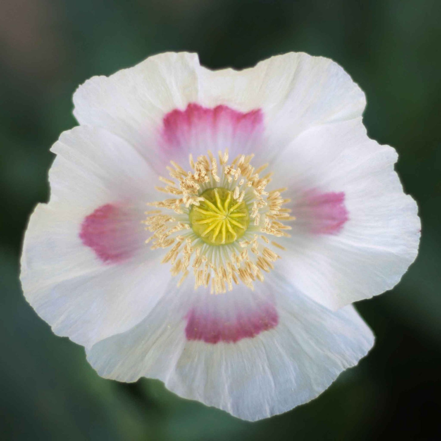 White Poppy Blue Moon ruffled bloom with pink center on a plain white background