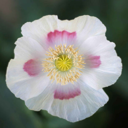 White Poppy Blue Moon ruffled bloom with pink center on a plain white background