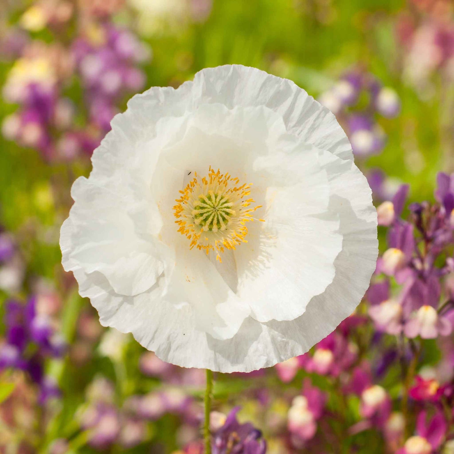 White Poppy Bridal Silk flowers with yellow centers on a blurred pink background