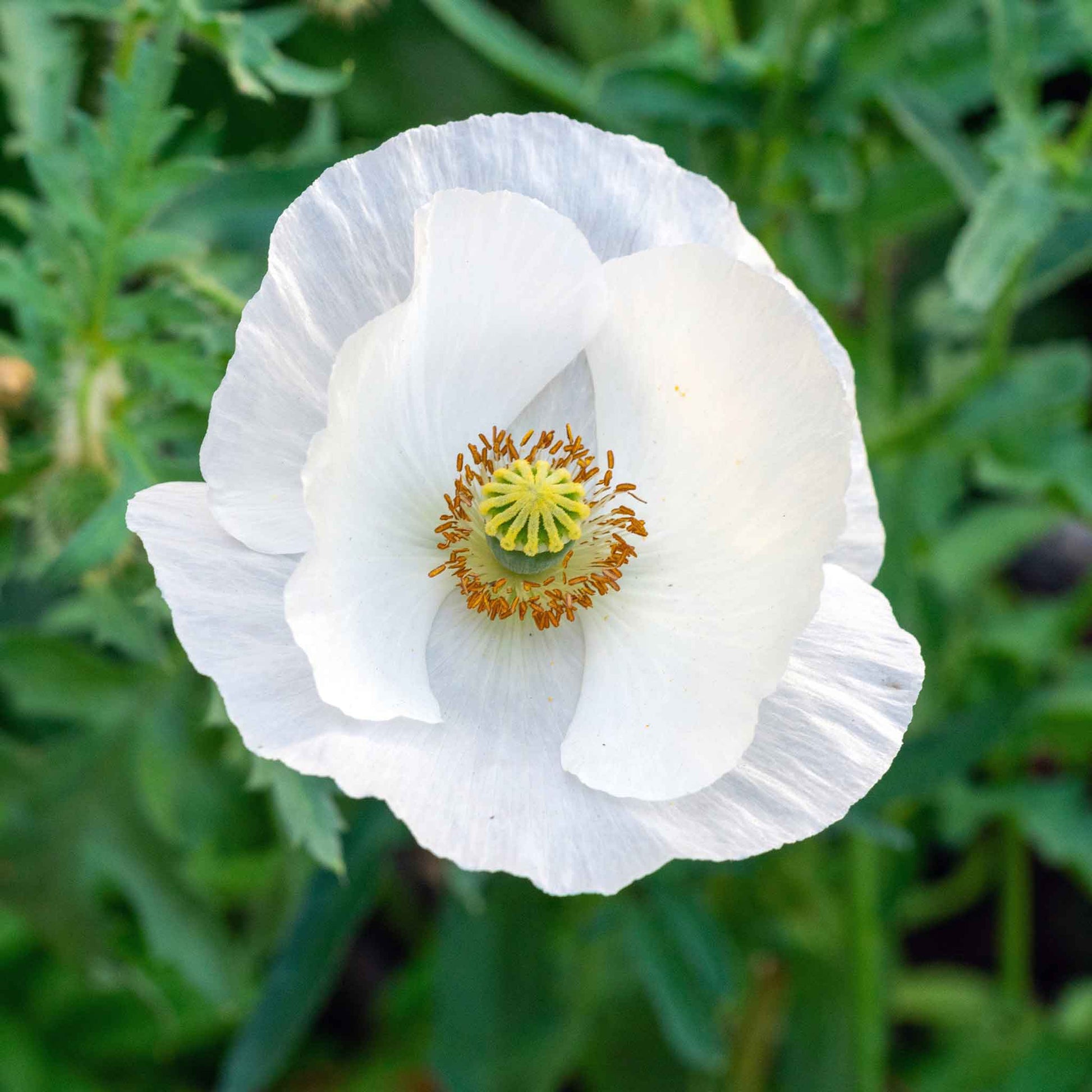 White Poppy Bridal Silk single bloom with yellow center on a blurred green background