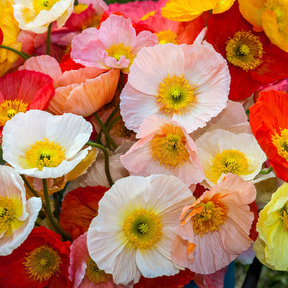 Mixed peach, white, and yellow Iceland Poppy Champagne Bubbles Mixed on a bright background