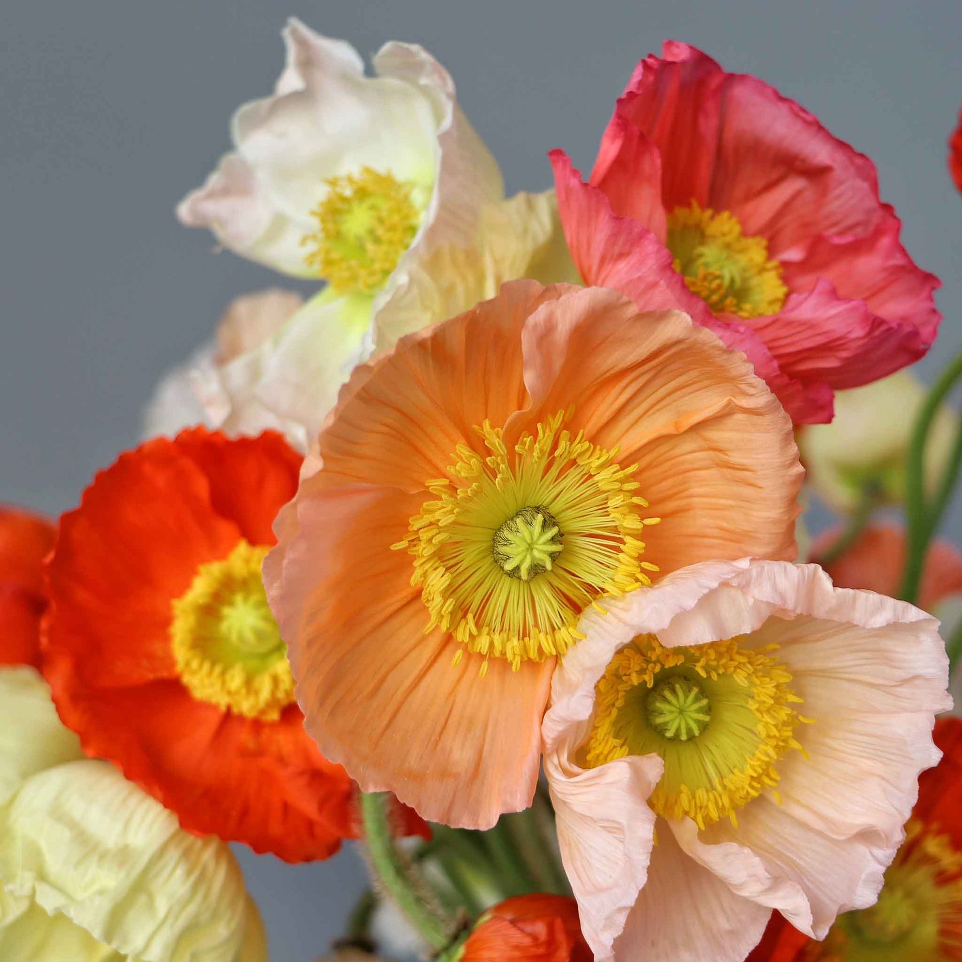 Peach and orange Iceland Poppy Champagne Bubbles Mixed blooms on a blurred background