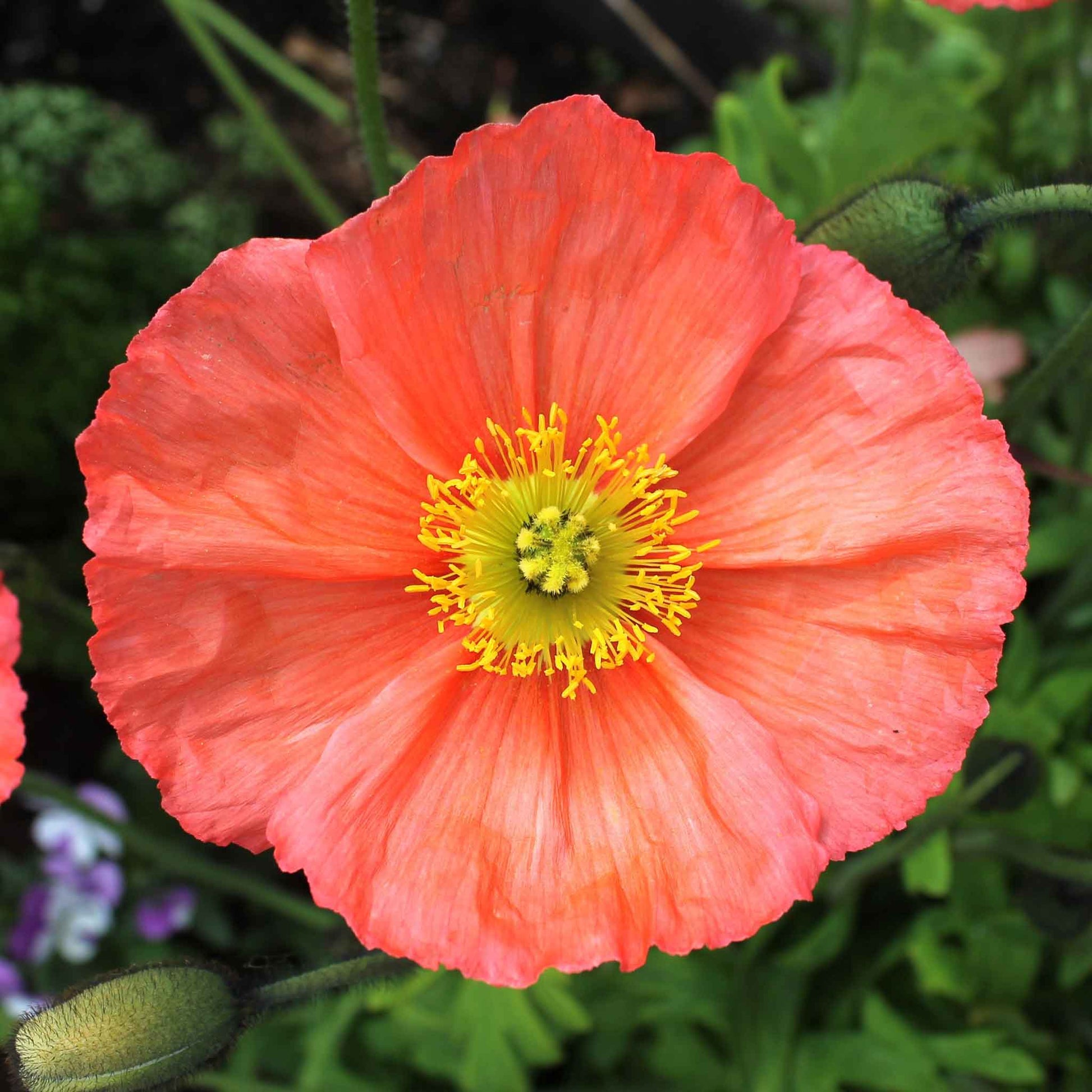 Salmon-orange Iceland Poppy Champagne Bubbles Mixed single bloom on a blurred background