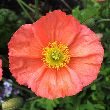 Salmon-orange Iceland Poppy Champagne Bubbles Mixed single bloom on a blurred background