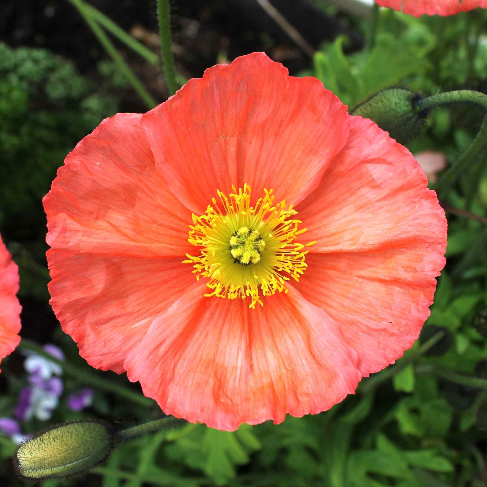 Pink Iceland Poppy Champagne Bubbles Pink single bloom on a blurred purple background