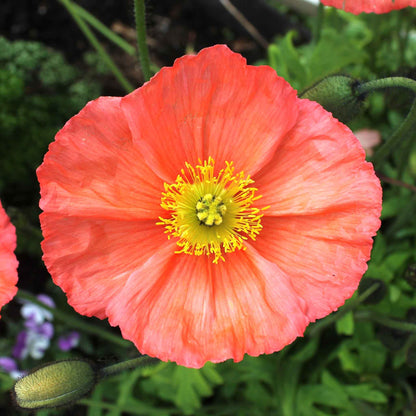 Pink Iceland Poppy Champagne Bubbles Pink single bloom on a blurred purple background