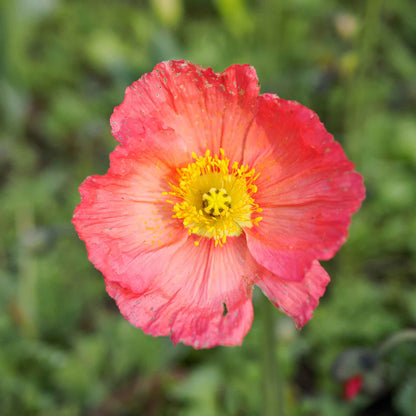 Pink Iceland Poppy Champagne Bubbles Pink flowers in a bright garden background