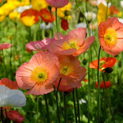 Bright pink Iceland Poppy Champagne Bubbles Pink bloom on a plain light background