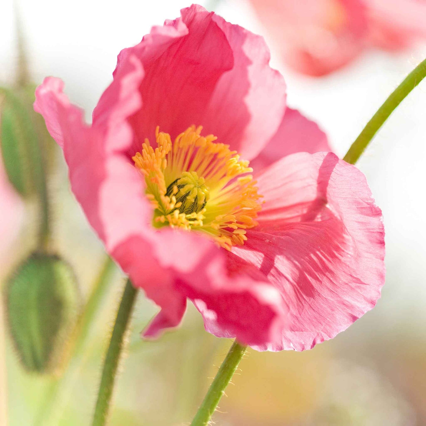 Orange Poppy Moroccan Orange flowers in a wide green garden background