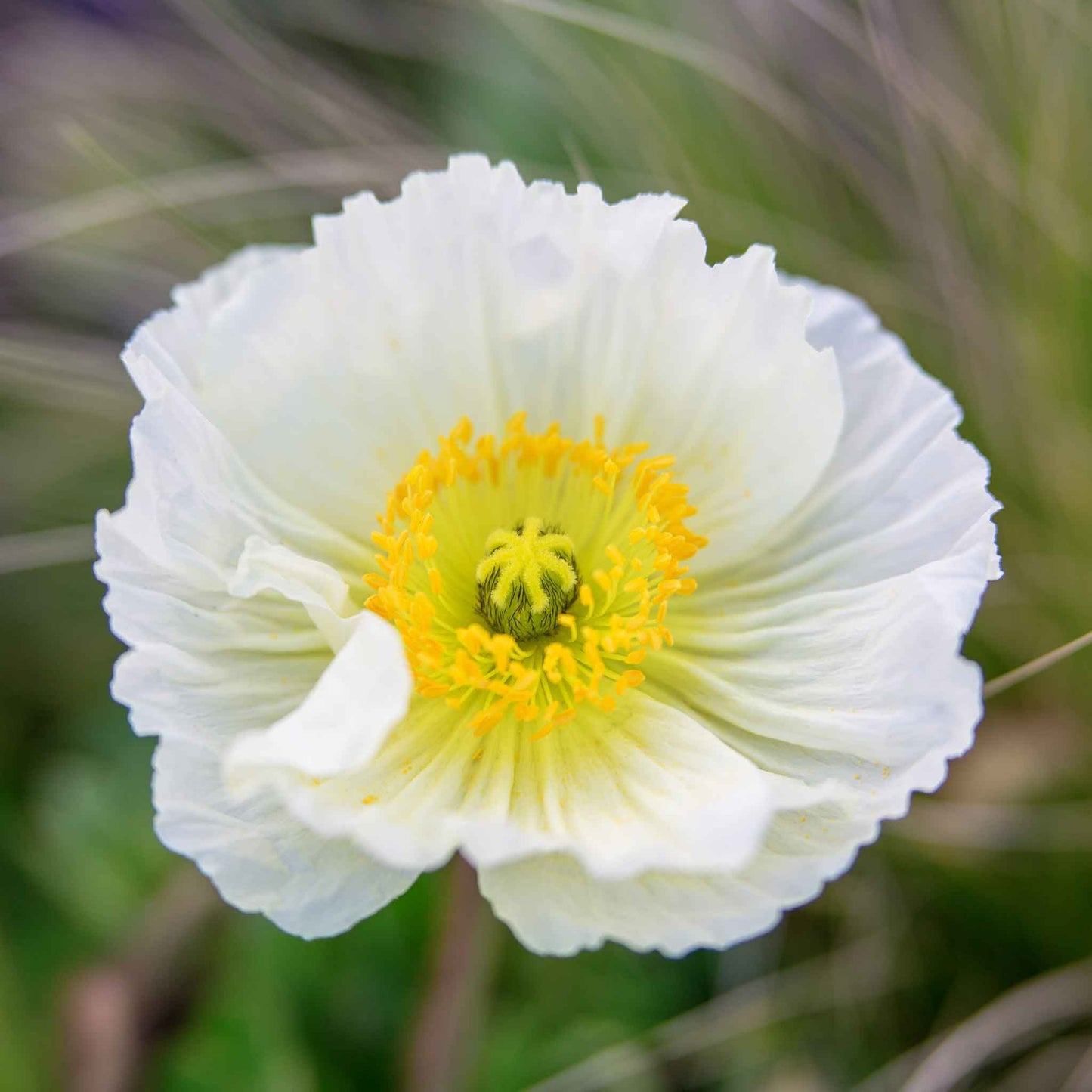 White Iceland Poppy Champagne Bubbles White single bloom on a blurred green background