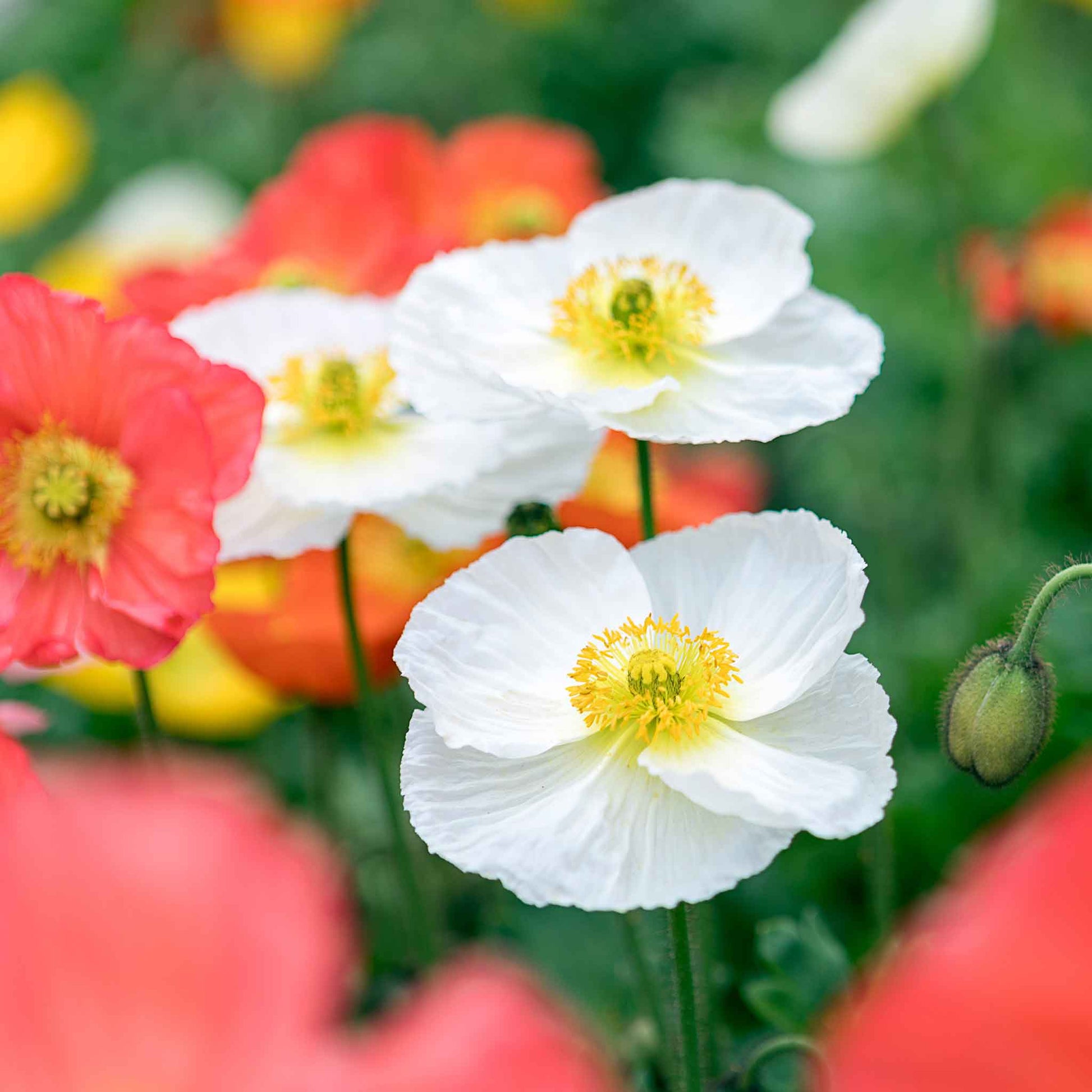 White Iceland Poppy Champagne Bubbles White with orange poppies in the background
