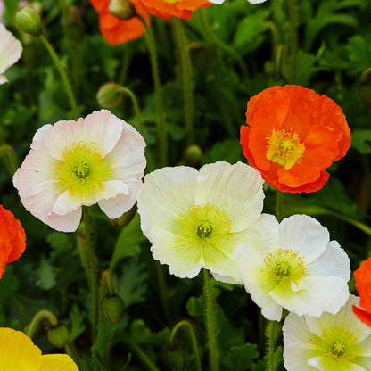 White Iceland Poppy Champagne Bubbles White blooms with orange flowers in background