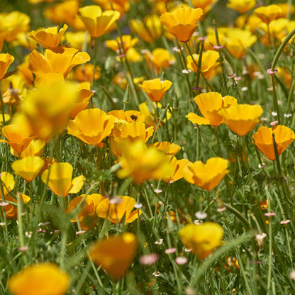 A close-up shot of an orange and yellow chrome queen poppy in full bloom, showcasing its petals.