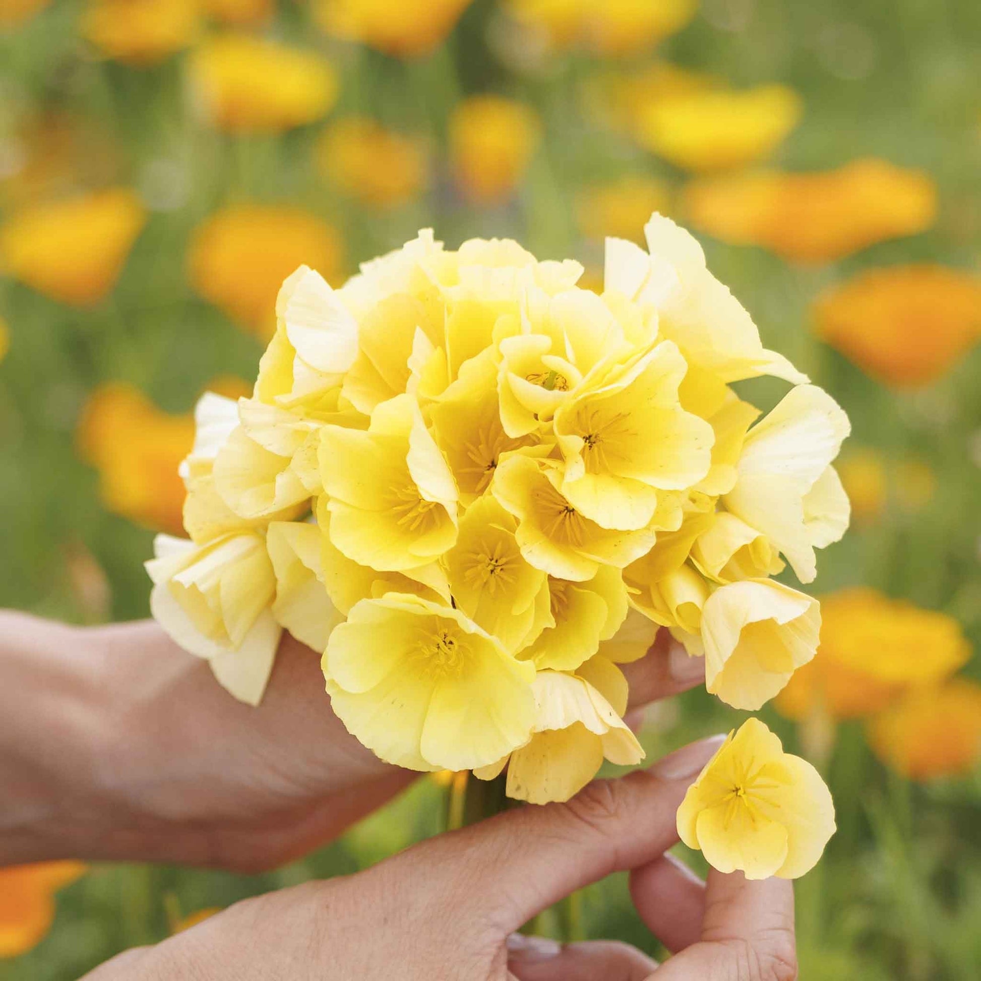 A close-up shot of the vibrant orange and yellow petals of Chrome Queen poppy in full bloom.