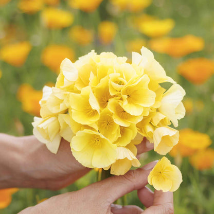 A close-up shot of the vibrant orange and yellow petals of Chrome Queen poppy in full bloom.
