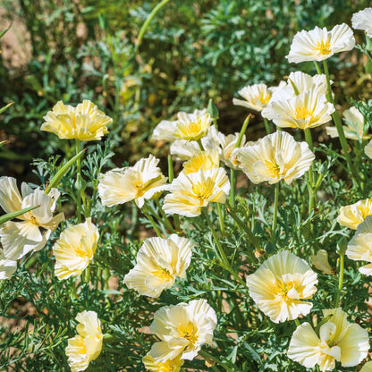 A close-up of a delicate cream swirl poppy with ruffled petals and yellow center close-up.