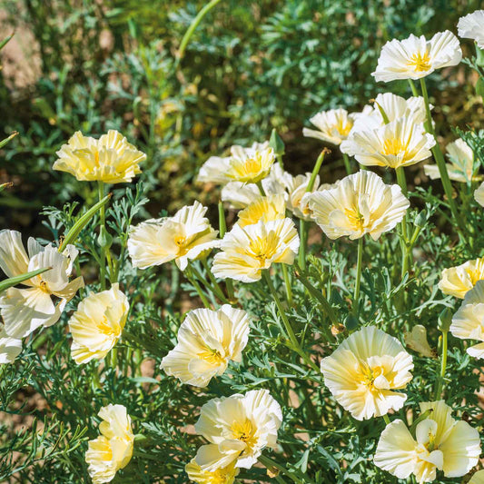 A close-up of a delicate cream swirl poppy with ruffled petals and yellow center close-up.