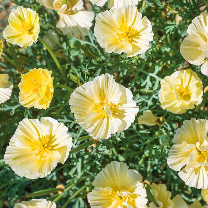 A close-up of a delicate Cream-colored poppy cream swirl with intricate swirling petals.