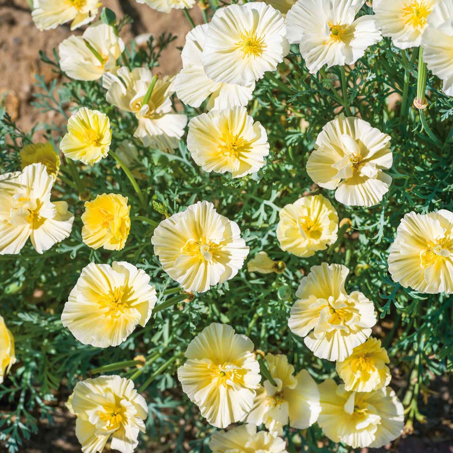 Close-up of cream swirl poppy with delicate ruffled petals and a buttery hue.