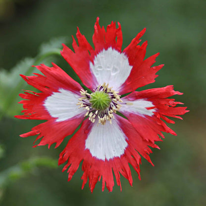 Red and white Danish Flag Poppy with dark center on a blurred green background
