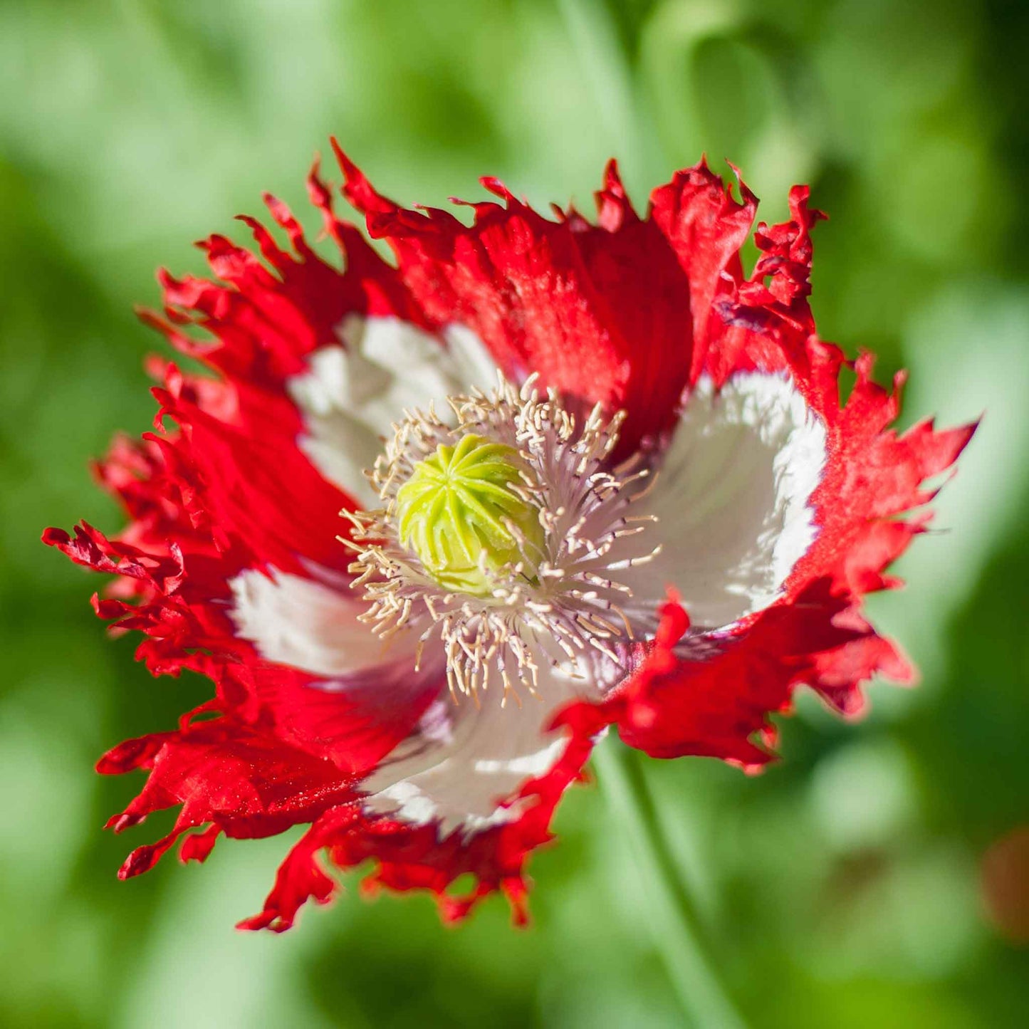 Red Danish Flag Poppy with white center and dark markings on a bright green background