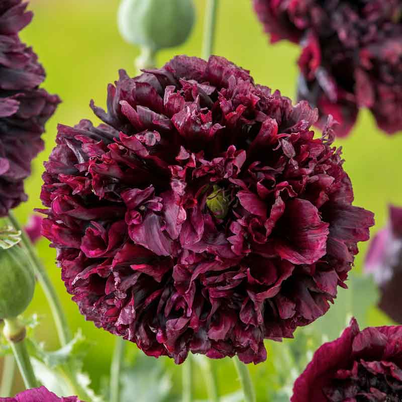 Dark purple Poppy Double Black ruffled bloom against a blurred green background | copyright: Floramedia UK Ltd