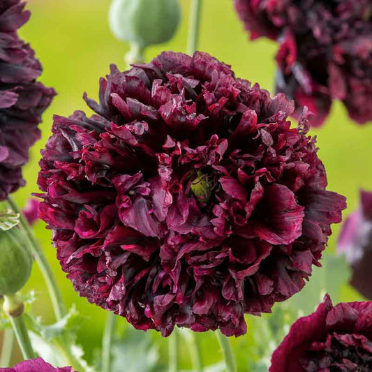 Dark purple Poppy Double Black ruffled bloom against a blurred green background | copyright: Floramedia UK Ltd