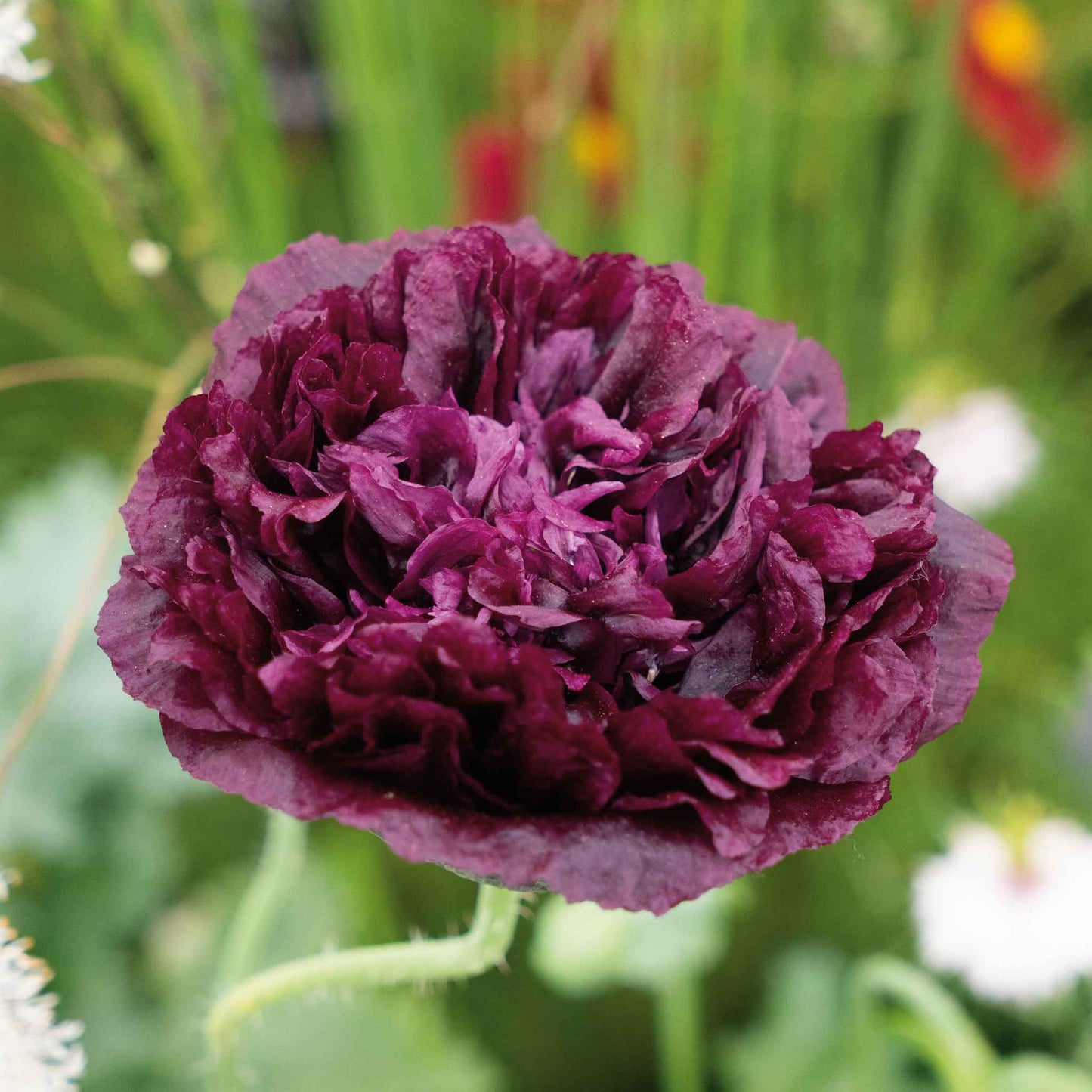 Dark purple Poppy Double Black ruffled flower on a blurred green background