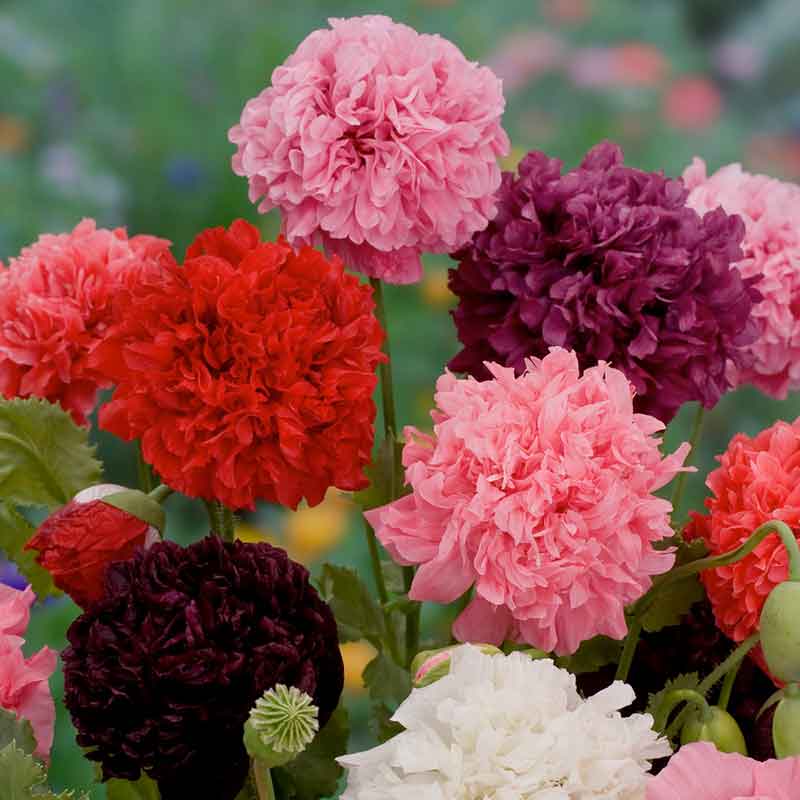 Pink Poppy Double Mixed ruffled blooms with a soft blurred green background | copyright: Floramedia UK Ltd