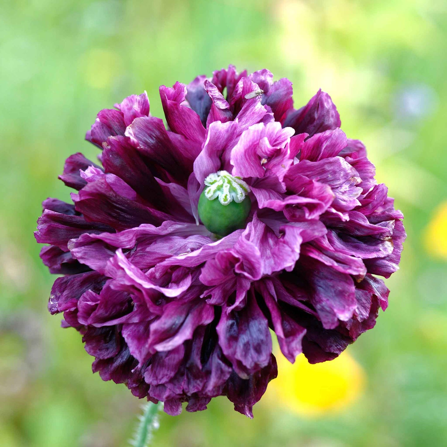 Purple Poppy Double Purple ruffled flower against a bright green background