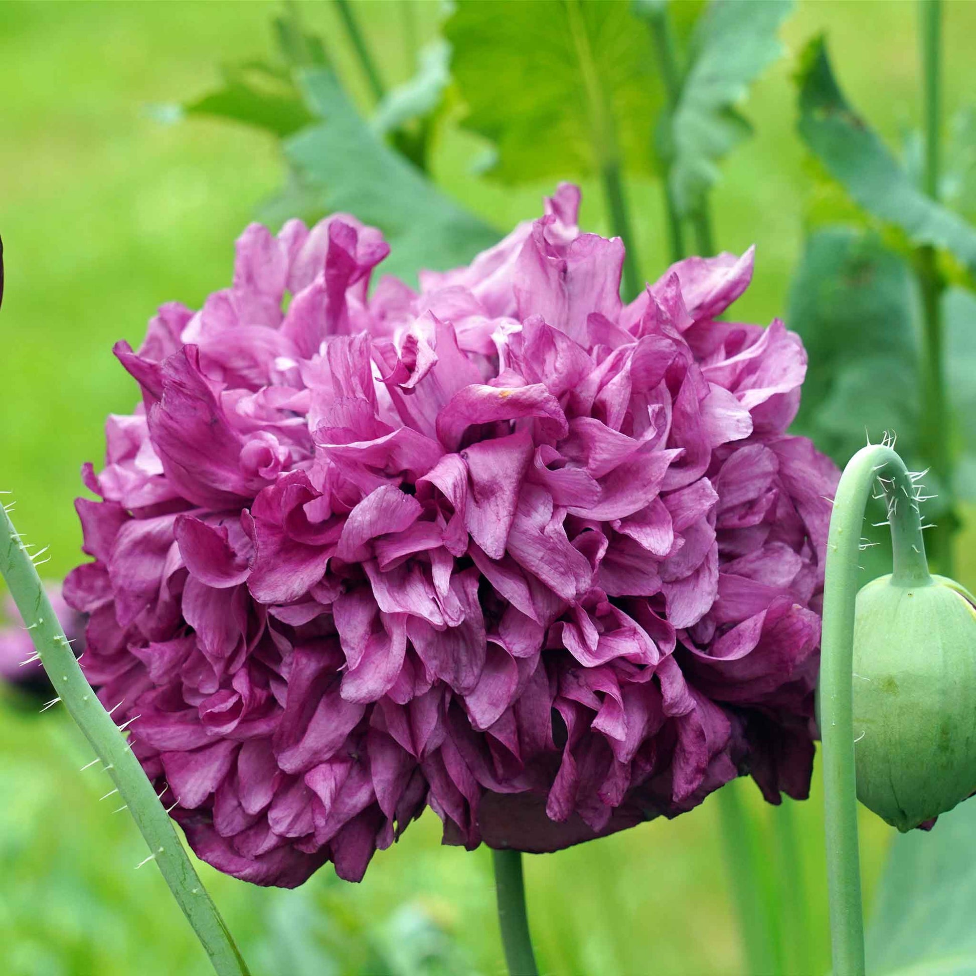 Purple Poppy Double Purple ruffled bloom on a blurred purple-green background