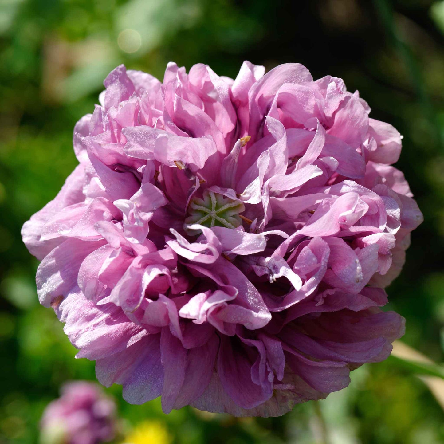 Purple Poppy Double Purple cluster of ruffled flowers against a blurred background