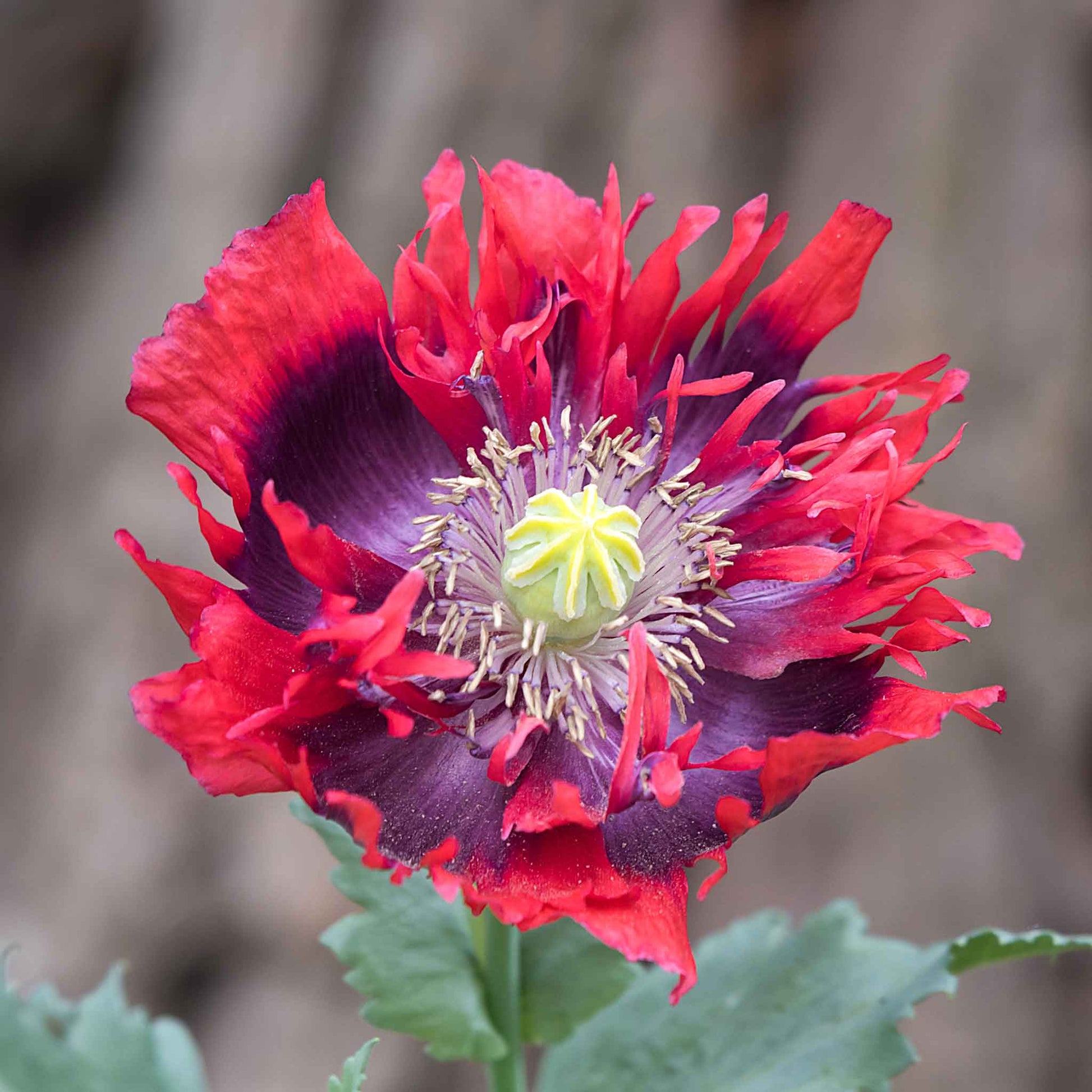 Red and pink Poppy Drama Queen ruffled bloom with dark center on a blurred background