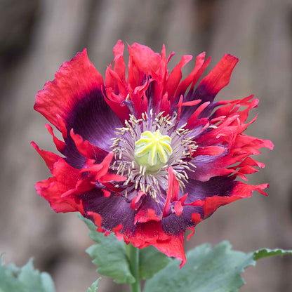 Red and pink Poppy Drama Queen ruffled bloom with dark center on a blurred background