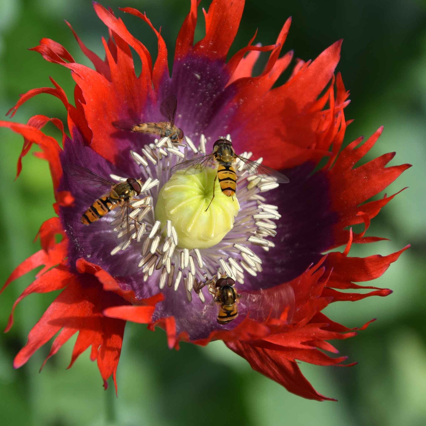 Red Poppy Drama Queen with feathery petals against a blurred green background