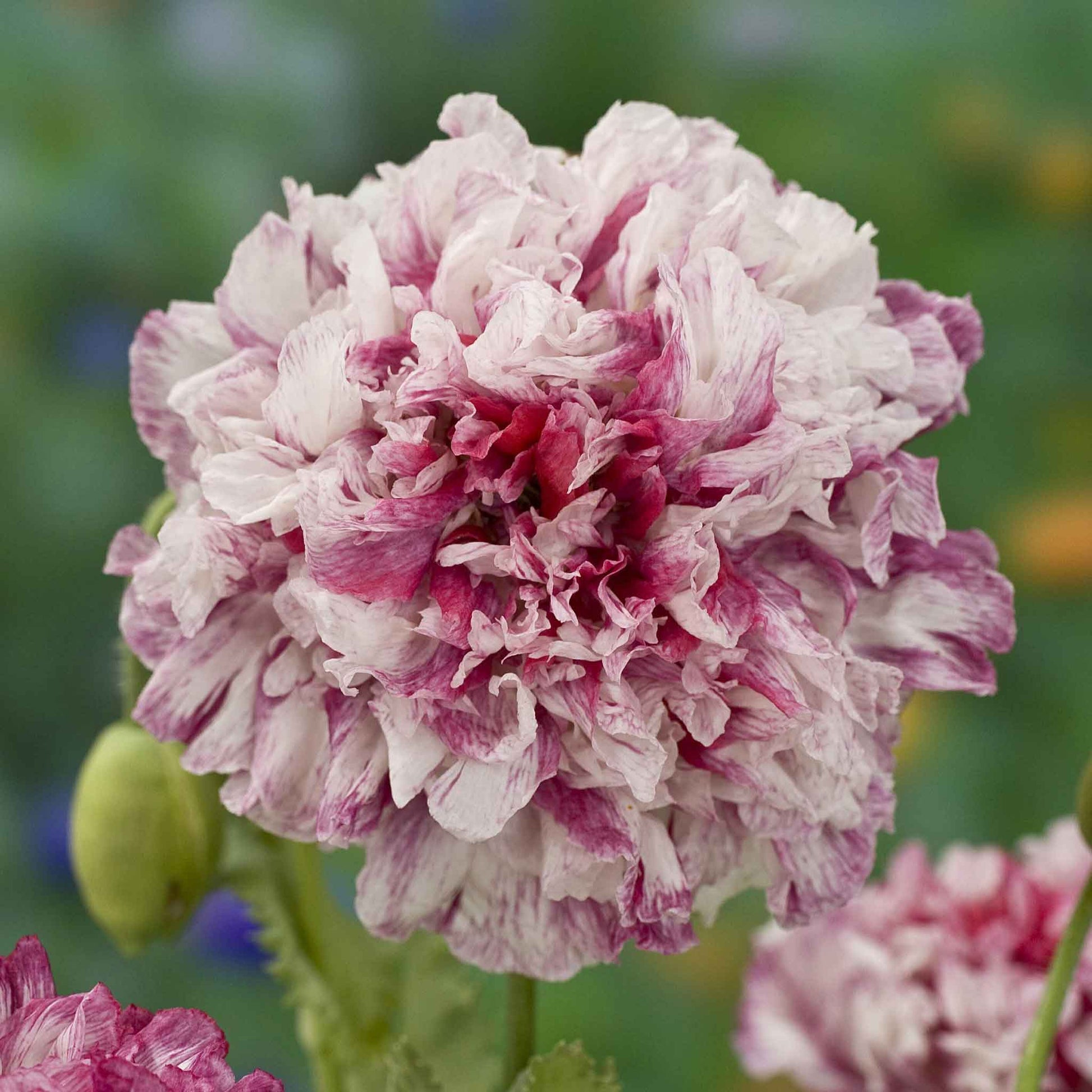 Pink and cream Poppy Flemish Antique double bloom on a blurred green background
