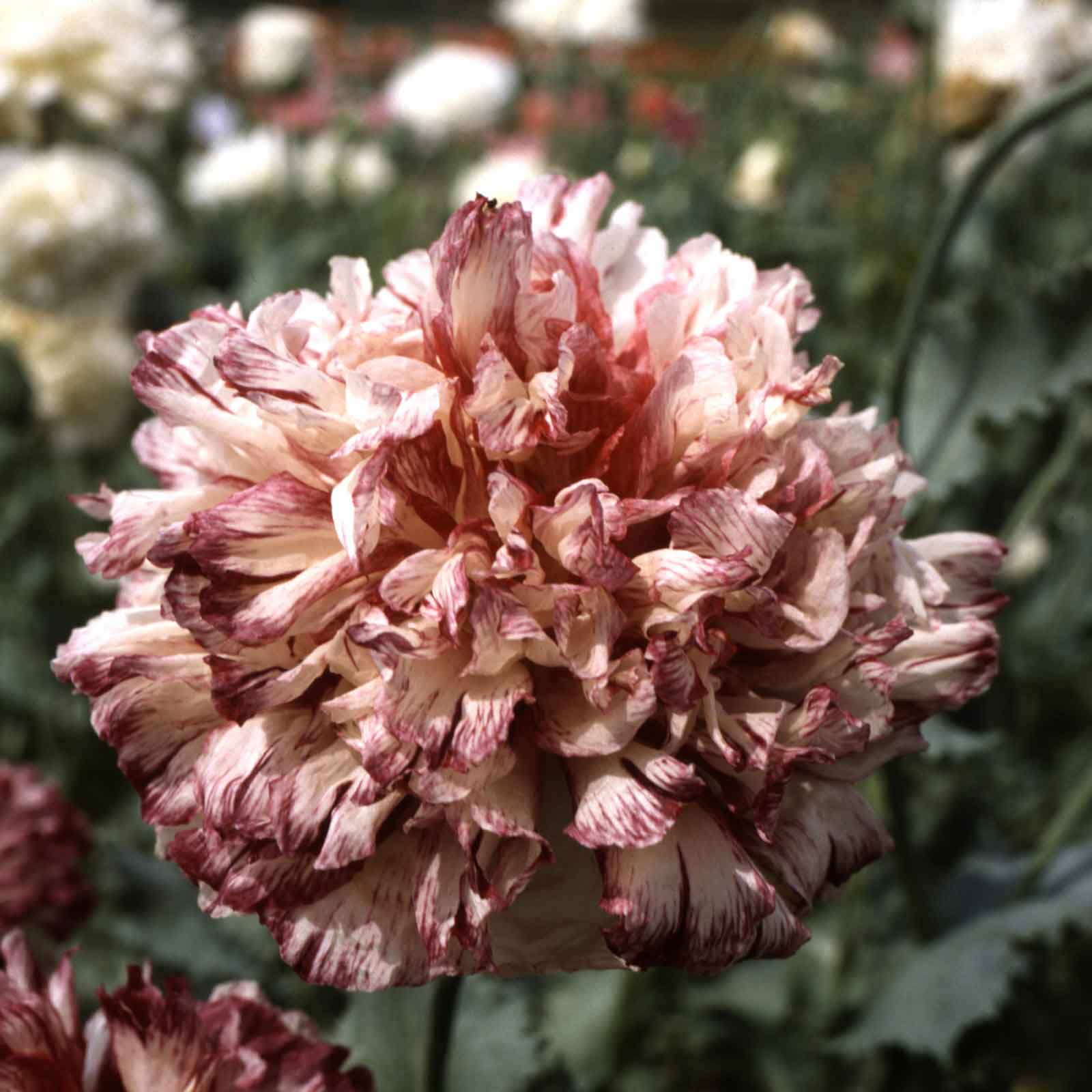Dusty pink Poppy Flemish Antique double bloom on a blurred green background