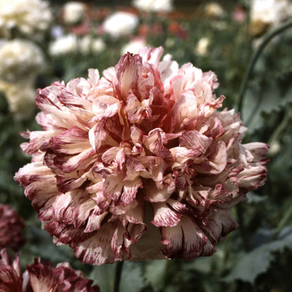 Dusty pink Poppy Flemish Antique double bloom on a blurred green background