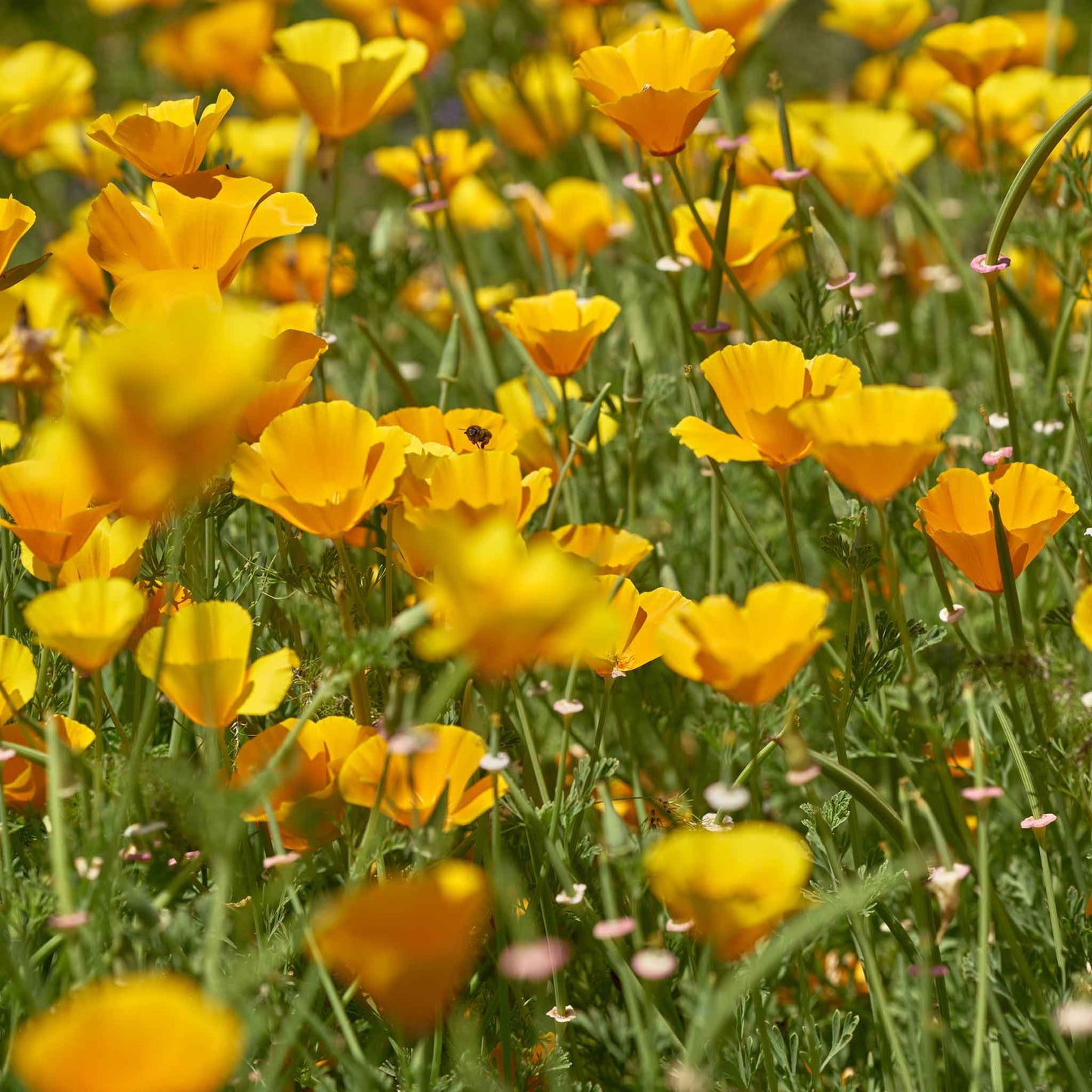 Golden west poppy with ruffled petals against a soft focus background.