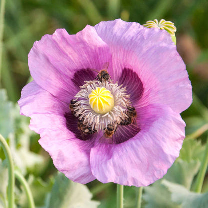 Pale purple Hungarian Breadseed Poppy large flower against a light blue background