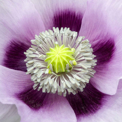 Deep purple Hungarian Breadseed Poppy round bloom on a blurred purple background