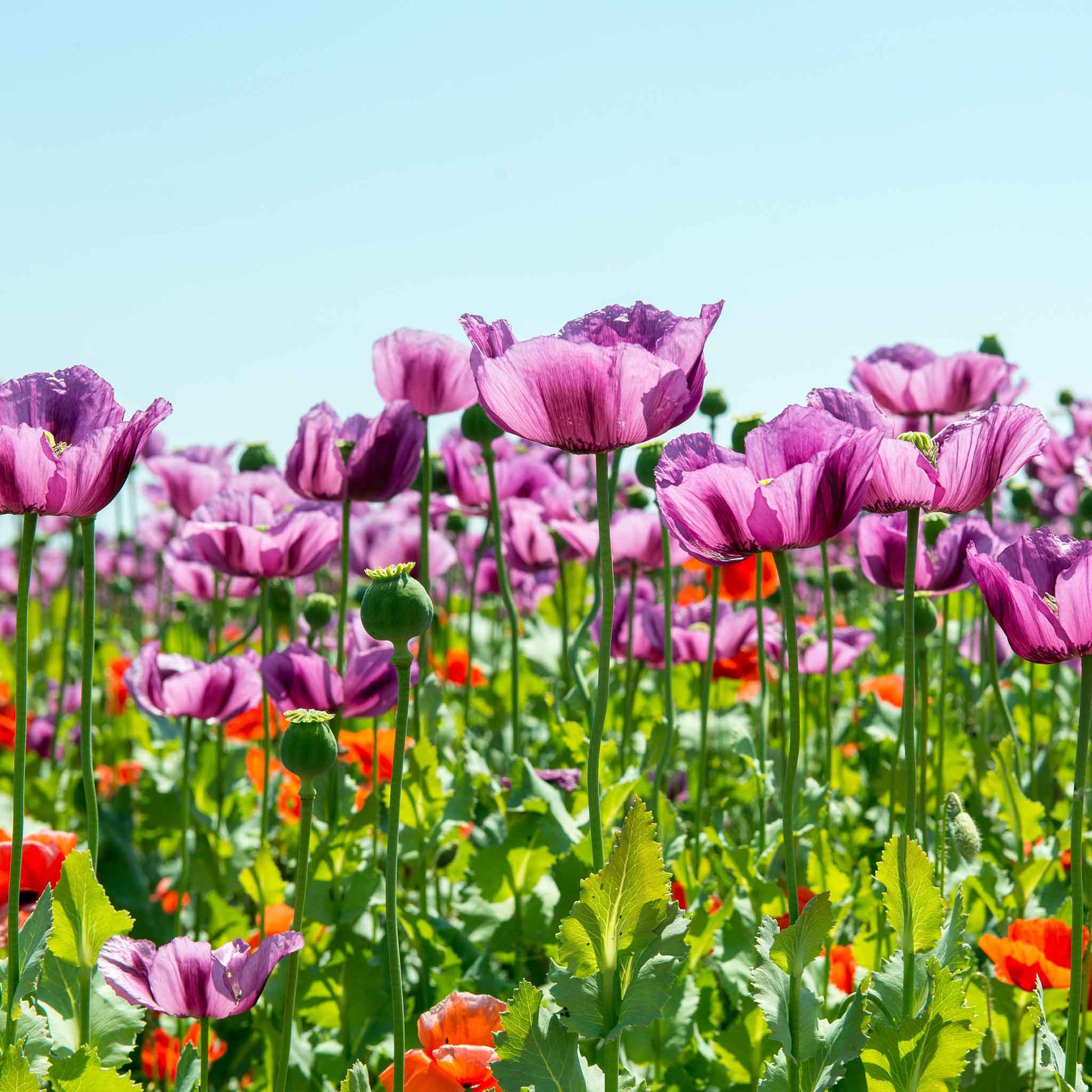 Pink and purple Hungarian Breadseed Poppy flowers in a wide colorful garden setting