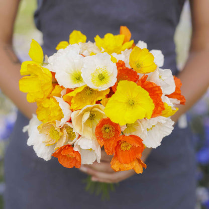 Orange Iceland Poppy flowers held in a bunch against a soft blurred background