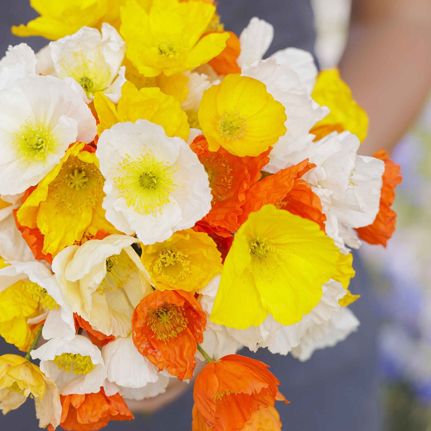 White and orange Iceland Poppy mix flowers held in a bunch on a blurred background