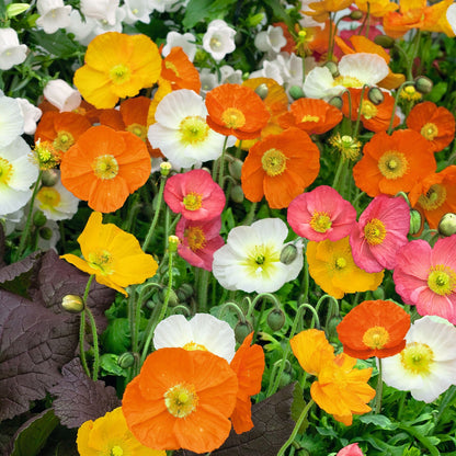 Mixed orange, white, and red Iceland Poppy flowers in a bright garden setting