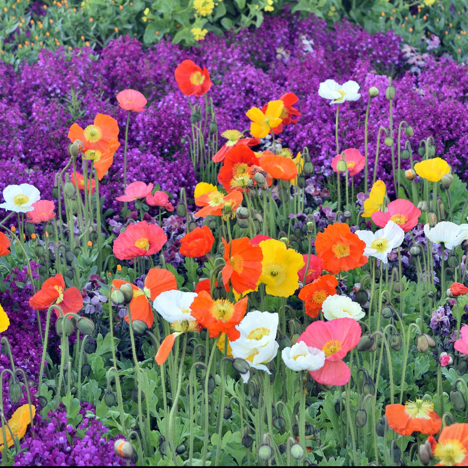 Orange and red Iceland Poppy flowers in a mixed purple and green garden background