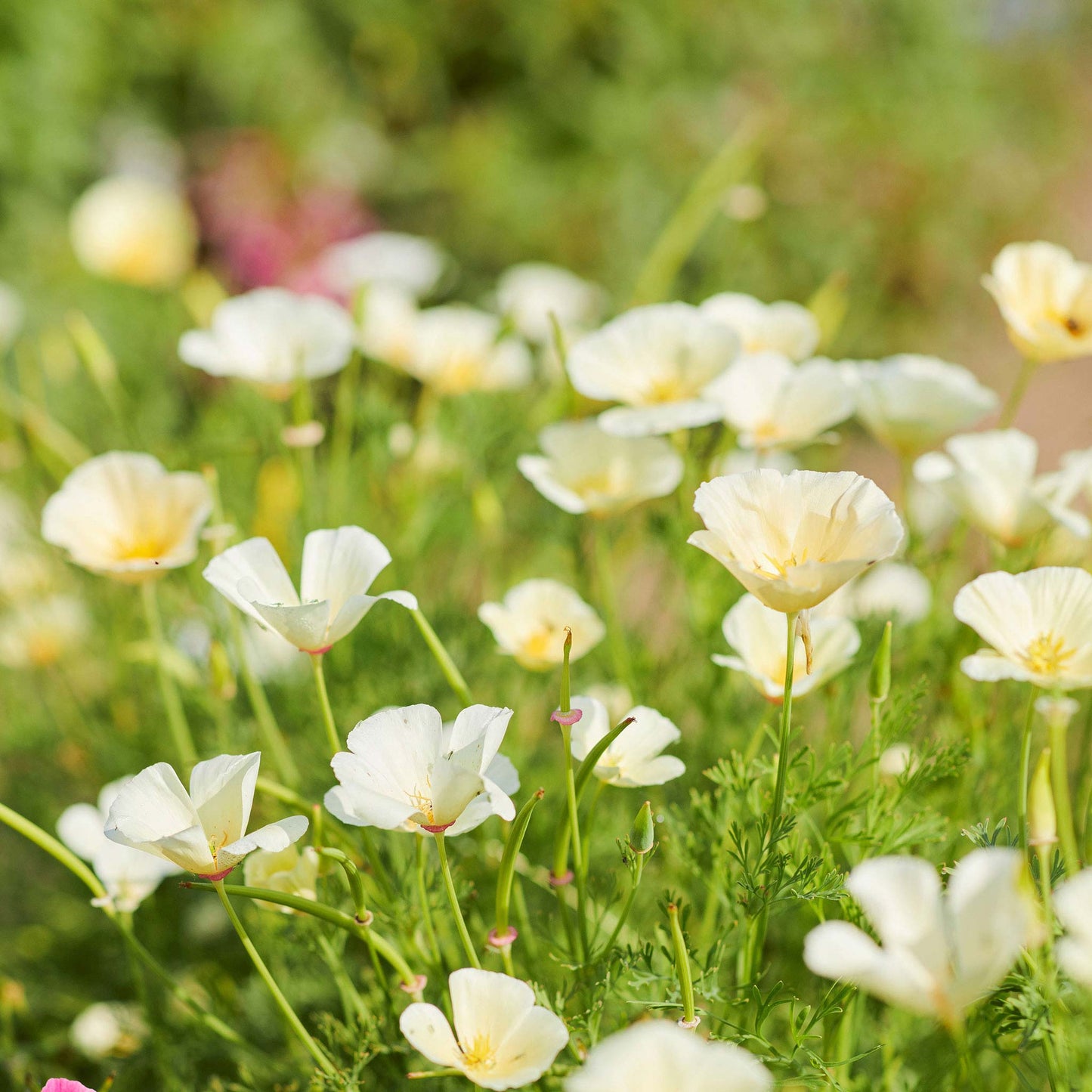 Creamy Ivory Castle Poppy with soft ruffled petals in a close-up view.