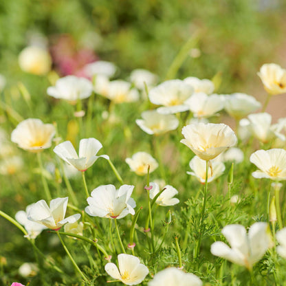 Creamy Ivory Castle Poppy with soft ruffled petals in a close-up view.