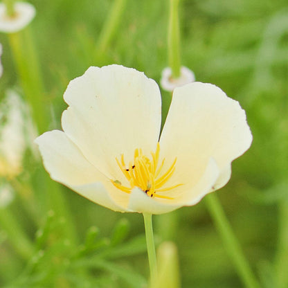 Creamy white Ivory Castle Poppy with ruffled petals and yellow center.